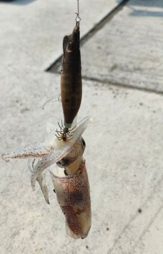 マメイカの釣果