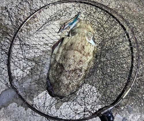 コウイカの釣果