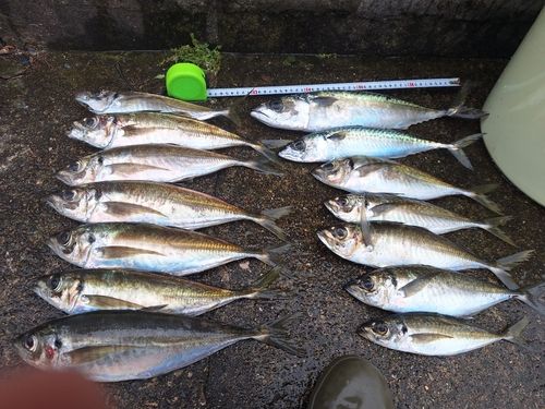アジの釣果