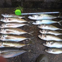アジ
