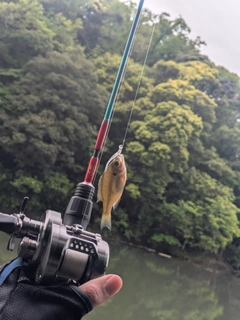 ブルーギルの釣果