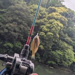 ブルーギル