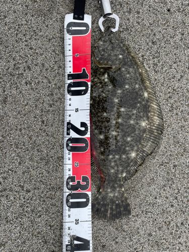 釣果