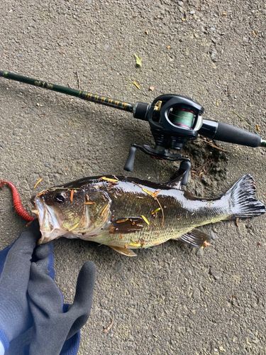 ブラックバスの釣果