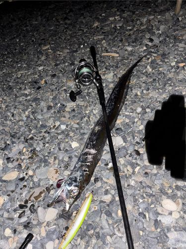 タチウオの釣果