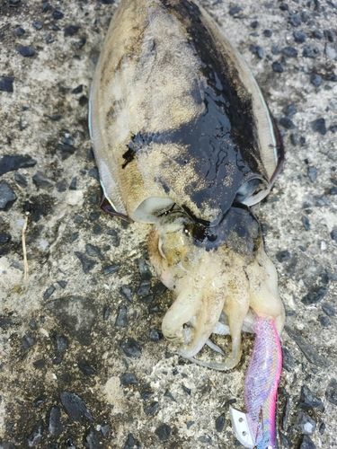 コウイカの釣果