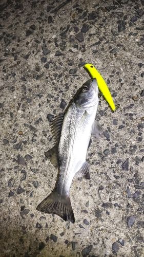 セイゴ（マルスズキ）の釣果