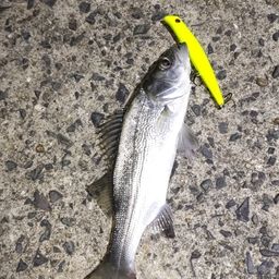 セイゴ（マルスズキ）