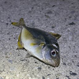 ヒイラギ