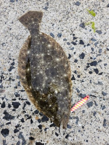 ヒラメの釣果