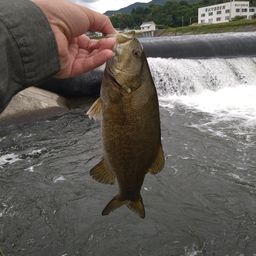 スモールマウスバス