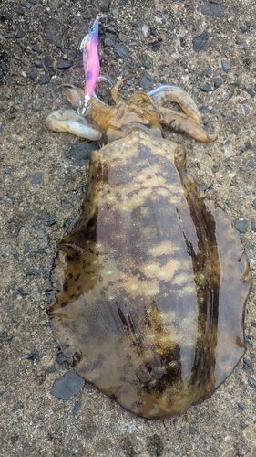 アオリイカの釣果