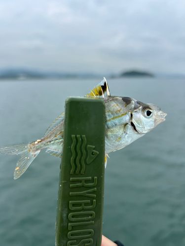 ヒイラギの釣果