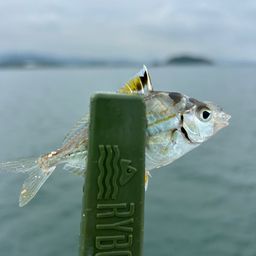 ヒイラギ
