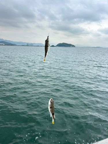 クサフグの釣果