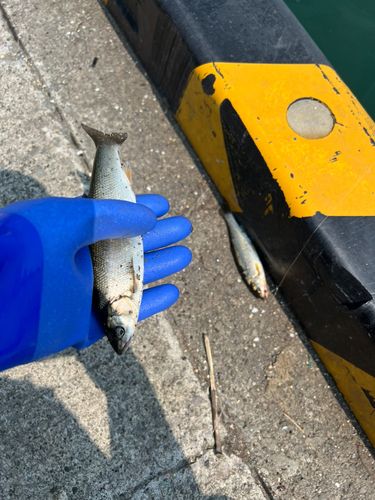 ウグイの釣果