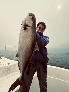 カンパチの釣果
