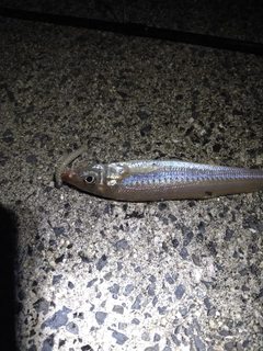 シロギスの釣果
