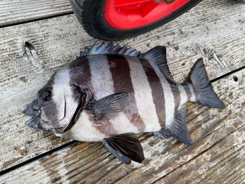 イシダイの釣果
