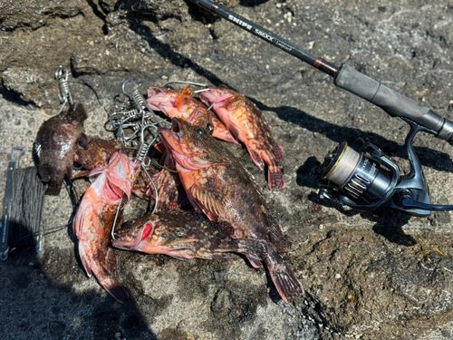 カサゴの釣果