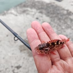 カサゴ