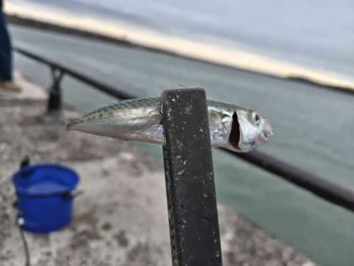 サバの釣果