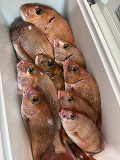 マダイの釣果