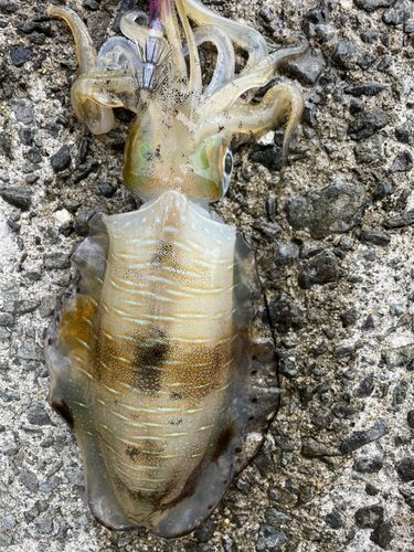 アオリイカの釣果