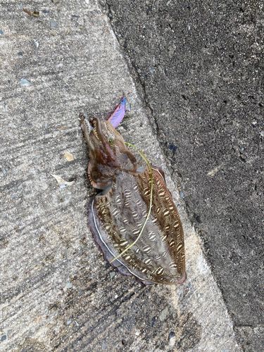 コウイカの釣果