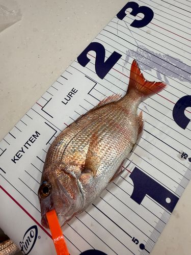 マダイの釣果