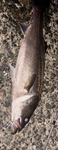 シーバスの釣果