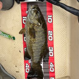 スモールマウスバス