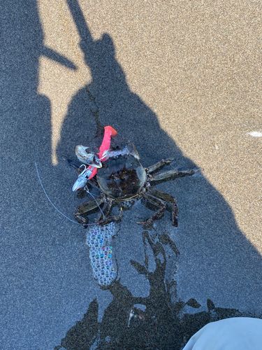 ワタリガニの釣果