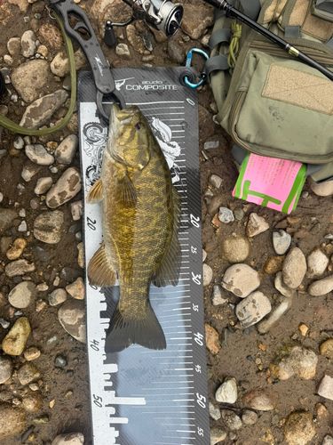 スモールマウスバスの釣果