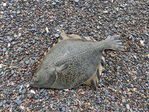 カレイの釣果
