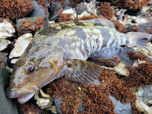 アイナメの釣果