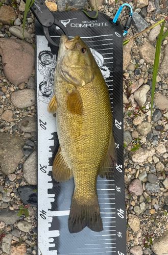 スモールマウスバスの釣果