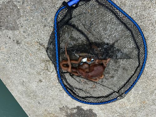 タコの釣果