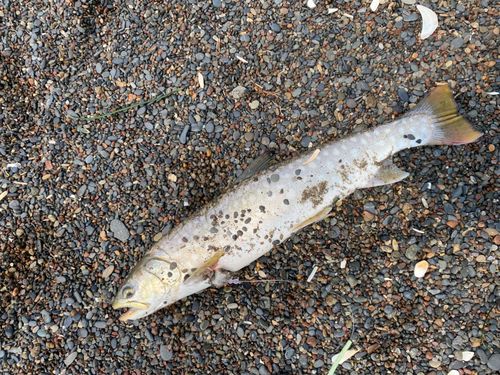 アメマスの釣果