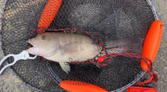 コブダイの釣果