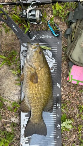 スモールマウスバスの釣果