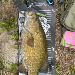 スモールマウスバス