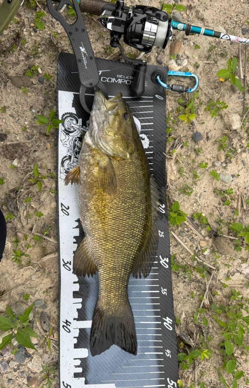 スモールマウスバス