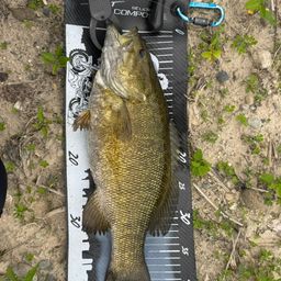 スモールマウスバス