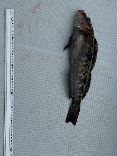 アイナメの釣果