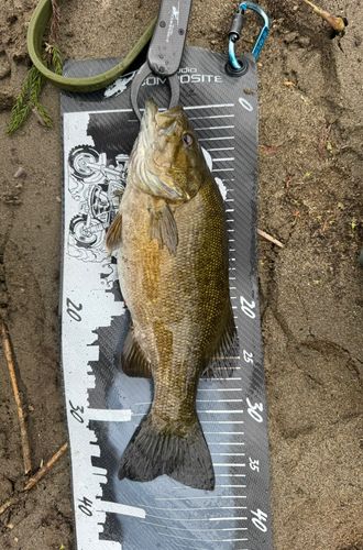 スモールマウスバスの釣果