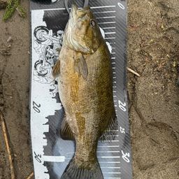 スモールマウスバス