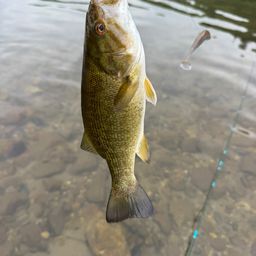 スモールマウスバス