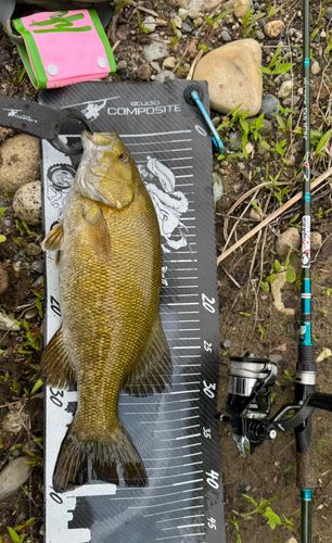 スモールマウスバスの釣果