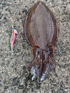 コウイカの釣果